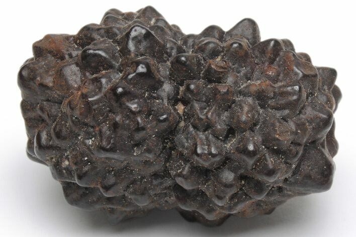 Goethite (Limonite) Pseudomorph after Pyrite/Marcasite - Egypt #219742